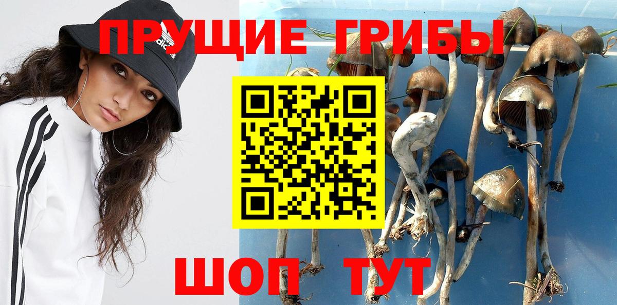 Иваново  Галлюциногенные грибы Cubensis  Вход с VPN 